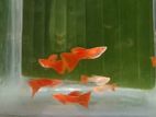 Albino Full Red Guppy