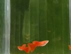 albino full red guppy