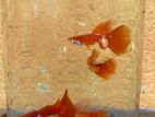 albino full red guppy