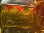Albino Full Red Guppy