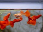 Albino Full Red Guppy