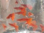 Albino Full Red Guppy