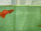Albino Full Red Guppy