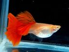 Albino Full Red High Dorsal Guppy