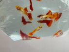 Albino Full Red Moscow Fish