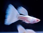 Albino Full White Guppy
