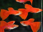 Albino Full Red Rosetail Guppy