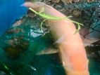 Albino Giant Gourami