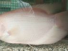 Albino giant gourami