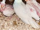Albino hand tam chiks