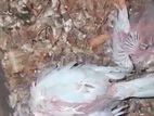 Albino Chicks