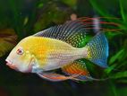 Albino Heckelii