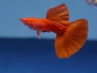 Albino High-Dorsal Fullred Guppy