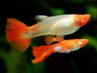 Albino kohaku guppy