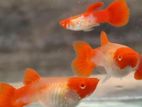 Albino Koi Guppy