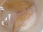 Albino Lemon Oscar Pair