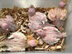 Albino Cockatiel Chicks