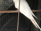 Albino Male Cockatiel Bird