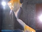 Albino Manacapuru Angel Fish