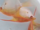 Albino manacapuru angels
