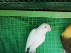 Albino Bird
