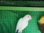 Albino Bird