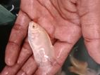 Albino Oscar Fish