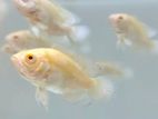 Albino oscar