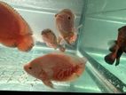 Oscar Fishes