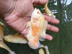 Albino Oscar
