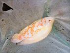 Oscar Fish