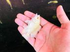 Albino oscar