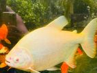 Albino Pacu 1 Feet