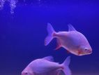 Albino Pacu