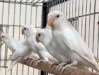 Albino Love Birds