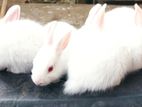 Albino Rabbit