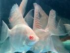 Albino Red Eye Angel