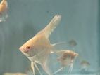 Albino Red Eye Angel Fish