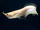 Albino Red Eye Arowana Babies