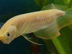 Albino Red Eye Arowana Fish
