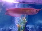 Albino Red Eye Arowana Fish