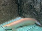 Albino Red Eye Arowana