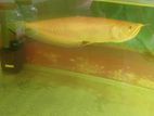 Albino Red Eye Arowana