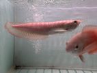 Albino Red Eye Arowana