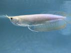 Albino Red Eye Arowana