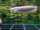 Albino Red Eye Arowana