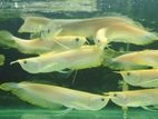 Albino Red Eye Arowana