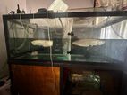 Albino Red Eye Arowana