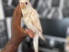 Albino Red Eye Cockatile