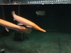 Albino Red Eye Fish